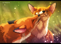 Size: 1255x910 | Tagged: safe, artist:seanica, canine, fox, mammal, red fox, feral, 2013, cuddling, cute, detailed background, duo, ear fluff, ears, eyes closed, featured image, female, floppy ears, fluff, fur, hug, letterboxing, male, neck fluff, one eye closed, open mouth, sharp teeth, teeth, vixen, whiskers