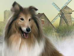 Size: 1024x768 | Tagged: safe, artist:welshdragon2, canine, collie, dog, mammal, rough collie, farm, female, lassie, solo, solo female, windmill