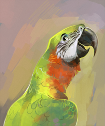 Size: 619x743 | Tagged: dead source, safe, artist:drkav, bird, macaw, parrot, feral, ambiguous gender, solo, solo ambiguous