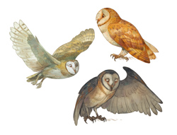 Size: 1345x1026 | Tagged: dead source, safe, artist:drkav, barn owl, bird, bird of prey, owl, feral, ambiguous gender, ambiguous only, group, simple background, trio, trio ambiguous, white background