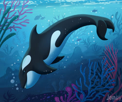 Size: 1280x1065 | Tagged: safe, artist:jenery, cetacean, mammal, orca, feral, 2d, ambiguous gender, looking at you, solo, solo ambiguous, underwater, ungulate, water