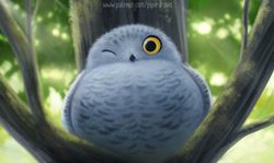 Size: 800x476 | Tagged: safe, artist:cryptid-creations, bird, bird of prey, owl, snowy owl, feral, 2021, 2d, ambiguous gender, front view, one eye closed, solo, solo ambiguous, winking