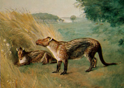 Size: 423x300 | Tagged: safe, artist:charles r. knight, mammal, feral, lifelike feral, 1898, ambiguous gender, ambiguous only, duo, duo ambiguous, low res, non-sapient, paleoart, phenacodus, prehistoric, public domain, realistic, traditional art, ungulate