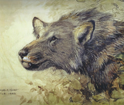 Size: 1204x1024 | Tagged: safe, artist:charles r. knight, mammal, feral, lifelike feral, 1902, ambiguous gender, borophagus, non-sapient, paleoart, prehistoric, public domain, realistic, solo, solo ambiguous, traditional art