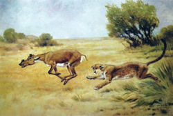 Size: 2000x1343 | Tagged: safe, artist:charles r. knight, mammal, feral, lifelike feral, 1904, ambiguous gender, ambiguous only, dinictis, duo, duo ambiguous, non-sapient, paleoart, prehistoric, protoceras, public domain, realistic, traditional art, ungulate