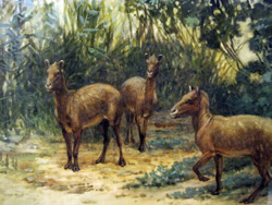 Size: 2048x1536 | Tagged: safe, artist:charles r. knight, equine, mammal, feral, lifelike feral, 1905, ambiguous gender, ambiguous only, eohippus, group, non-sapient, paleoart, prehistoric, public domain, realistic, traditional art, trio, trio ambiguous, ungulate