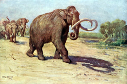 Size: 2000x1325 | Tagged: safe, artist:charles r. knight, mammal, mammoth, feral, lifelike feral, 1909, ambiguous gender, ambiguous only, group, non-sapient, paleoart, prehistoric, public domain, realistic, traditional art
