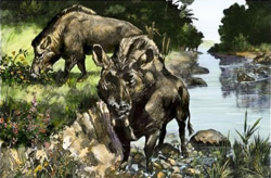 Size: 498x327 | Tagged: safe, artist:charles r. knight, mammal, feral, lifelike feral, 1913, ambiguous gender, entelodon, low res, non-sapient, paleoart, prehistoric, public domain, realistic, traditional art, ungulate