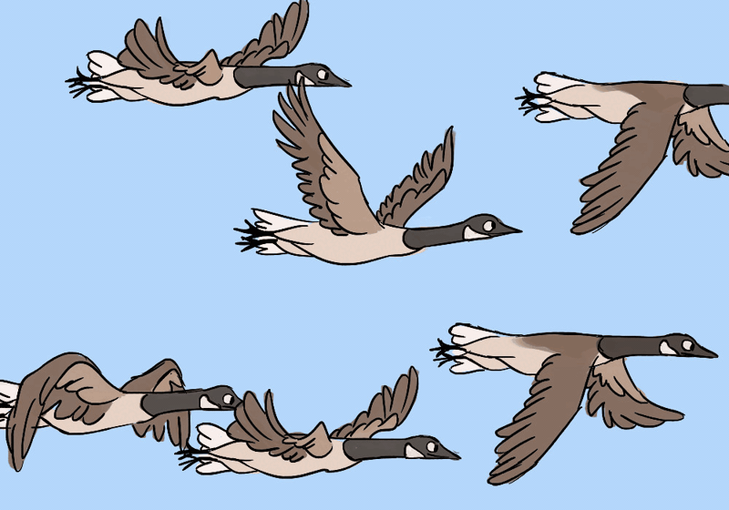 166265 - safe, artist:willow-s-linda, bird, canada goose, goose, waterfowl,  feral, 2015, 2d, 2d animation, ambiguous gender, ambiguous only, animated,  blue background, flying, frame by frame, gif, group, simple background -  Furbooru