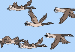 Size: 1000x700 | Tagged: safe, artist:willow-s-linda, bird, canada goose, goose, waterfowl, feral, 2015, 2d, 2d animation, ambiguous gender, ambiguous only, animated, blue background, flying, frame by frame, gif, group, simple background