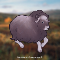 Size: 1000x1000 | Tagged: safe, artist:stinab, bovid, mammal, feral, 2021, ambiguous gender, muskox, solo, solo ambiguous, ungulate
