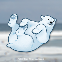 Size: 1000x1000 | Tagged: safe, artist:stinab, bear, mammal, polar bear, feral, 2021, ambiguous gender, paw pads, paws, solo, solo ambiguous