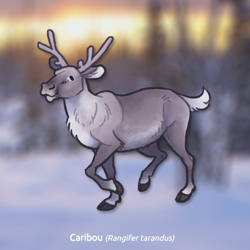 Size: 1000x1000 | Tagged: safe, artist:stinab, cervid, deer, mammal, reindeer, feral, 2021, ambiguous gender, solo, solo ambiguous, ungulate