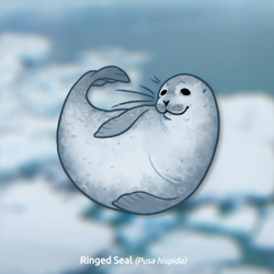 Size: 1000x1000 | Tagged: safe, artist:stinab, mammal, seal, feral, 2021, ambiguous gender, solo, solo ambiguous