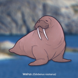 Size: 1000x1000 | Tagged: safe, artist:stinab, mammal, walrus, feral, 2021, ambiguous gender, solo, solo ambiguous