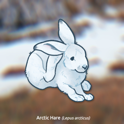 Size: 1000x1000 | Tagged: safe, artist:stinab, hare, lagomorph, mammal, feral, 2021, ambiguous gender, solo, solo ambiguous
