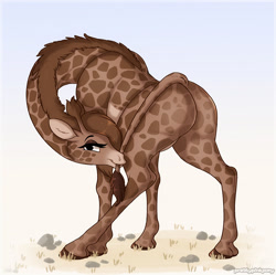 Size: 1143x1138 | Tagged: suggestive, artist:prettypinkpony, giraffe, mammal, feral, 2020, butt, eyelashes, female, hair, holding, hooves, looking at you, mane, mouth hold, presenting ass, smiling, solo, solo female, standing, ungulate