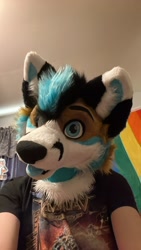 Size: 1152x2048 | Tagged: safe, artist:foxysox studios, photographer:foxmaxing, canine, fox, mammal, blue eyes, blue tongue, collar, colored tongue, ears, fursuit, fursuit head, irl, mark, photo, photography, picture, rainbow, tongue