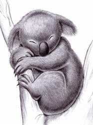 Size: 2117x2832 | Tagged: safe, artist:zdrer456, koala, mammal, marsupial, feral, ambiguous gender, eyes closed, monochrome, simple background, sleeping, solo, solo ambiguous, white background