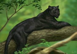 Size: 1280x890 | Tagged: safe, artist:lynxgirl, big cat, black panther, feline, mammal, feral, lifelike feral, 2022, detailed, digital art, digital painting, female, green eyes, leaf, looking at you, non-sapient, open mouth, realistic, side view, solo, solo female, tree branch, whiskers