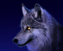 Size: 1280x1024 | Tagged: safe, artist:deligaris, canine, gray wolf, mammal, wolf, ambiguous gender, night, scar, solo