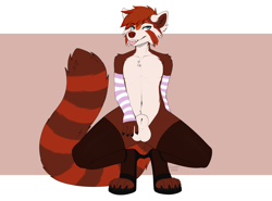 Size: 1280x949 | Tagged: suggestive, artist:kazuk9, oc, oc only, oc:wah (meruku32), mammal, red panda, anthro, digitigrade anthro, 2022, animal genitalia, arm warmers, balls, blep, cheek fluff, clothes, crossdressing, fluff, high heels, legwear, looking at you, male, nudity, paws, ringtail, sheath, sheathed, shoes, simple background, solo, solo male, squatting, stockings, striped arm warmers, striped clothes, tail, tongue, tongue out