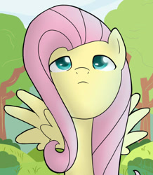 Size: 448x513 | Tagged: safe, artist:nerow94, fluttershy (mlp), equine, fictional species, mammal, pegasus, pony, feral, friendship is magic, hasbro, my little pony, 2022, feathered wings, feathers, female, hair, looking up, low res, mane, pink hair, pink mane, solo, solo female, spread wings, wings, yellow body, yellow wings