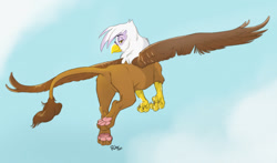 Size: 1280x751 | Tagged: safe, artist:crimes, gilda (mlp), bird, feline, fictional species, gryphon, mammal, feral, friendship is magic, hasbro, my little pony, 2022, beak, bird feet, brown body, brown feathers, brown fur, feathered wings, feathers, featureless crotch, female, flying, fur, leonine tail, looking at you, looking back, looking back at you, paw pads, paws, rear view, signature, solo, solo female, spread wings, tail, underpaw, white feathers, wings, yellow body, yellow eyes