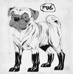 Size: 885x903 | Tagged: safe, artist:wreckham, canine, dog, mammal, pug, feral, 2022, 2d, ambiguous gender, monochrome, simple background, solo, solo ambiguous, white background