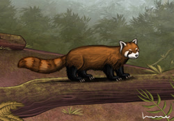 Size: 1071x746 | Tagged: safe, artist:louisetheanimator, mammal, red panda, feral, 2d, ambiguous gender, solo, solo ambiguous