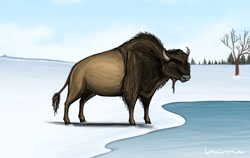 Size: 1125x710 | Tagged: safe, artist:louisetheanimator, bison, bovid, mammal, feral, 2d, ambiguous gender, snow, solo, solo ambiguous, ungulate