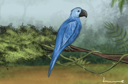 Size: 1099x727 | Tagged: safe, artist:louisetheanimator, bird, macaw, parrot, spix's macaw, feral, lifelike feral, 2d, ambiguous gender, non-sapient, realistic, solo, solo ambiguous