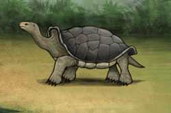 Size: 1101x726 | Tagged: safe, artist:louisetheanimator, reptile, tortoise, feral, 2d, ambiguous gender, galapagos tortoise, solo, solo ambiguous