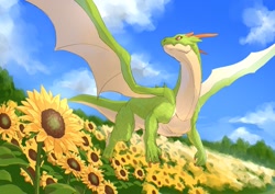 Size: 1169x827 | Tagged: safe, artist:raika_3890, oc, oc only, dragon, fictional species, feral, flower, plant, solo, sunflower, webbed wings, wings
