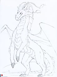 Size: 736x1000 | Tagged: safe, artist:herpydragon, oc, oc only, dragon, fictional species, feral, ambiguous gender, fantasy, solo, wings
