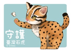 Size: 1819x1311 | Tagged: safe, artist:q_chiang, arthropod, butterfly, insect, feral, chinese text, cute, leopard cat, solo, taiwan, text, translated in the comments