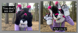 Size: 1831x779 | Tagged: safe, canine, mammal, wolf, cute, fursuit, head, hiding, irl, nature, partial suit, paws, photo, photography, picture, plant, text, tree