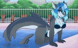Size: 3900x2400 | Tagged: safe, artist:ambris, oc, oc only, oc:erika (ambris), fish, shark, anthro, 2020, belly button, bikini, blushing, clothes, detailed background, digital art, ears, eyelashes, female, fins, hair, looking at you, pose, scales, smiling, smiling at you, solo, solo female, swimming pool, swimsuit, thighs, wide hips