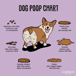 Size: 480x480 | Tagged: safe, canine, dog, mammal, feral, 1:1, chart, educational, low res, pink background, poop, simple background, solo