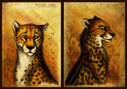 Size: 900x627 | Tagged: safe, artist:culpeo-fox, cheetah, feline, mammal, feral, lifelike feral, 2011, brown background, bust, cocky, contrast, duo, featured image, fur, gradient background, king cheetah, looking at something, looking at you, mutation, non-sapient, portrait, proud, realistic, sad, simple background, smiling, smiling at you, text