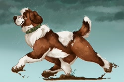 Size: 1500x990 | Tagged: safe, artist:takaalive, canine, dog, mammal, saint bernard, feral, 2022, brown body, brown fur, collar, ears, fur, male, mud, paws, rain, signature, solo, solo male, tail, walking, white body, white fur