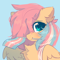Size: 618x613 | Tagged: safe, artist:mirtash, fluttershy (mlp), equine, fictional species, mammal, pegasus, pony, feral, friendship is magic, hasbro, my little pony, 2021, alternate hairstyle, blue background, blushing, chest fluff, cute, feathered wings, feathers, female, flag, fluff, fur, hair, holding, holding object, mane, mare, mouth hold, mtf transgender, pride, pride flag, simple background, smiling, solo, solo female, solo mtf transgender, transgender, transgender pride flag, wings
