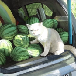 Size: 1920x1920 | Tagged: safe, artist:paul rabaud, cat, feline, mammal, feral, lifelike feral, 2023, ambiguous gender, car, digital art, digital painting, food, fruit, fur, grumpy, lighting, non-sapient, outdoors, realistic, solo, solo ambiguous, vehicle, watermelon, white body, white fur
