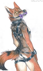 Size: 779x1280 | Tagged: suggestive, artist:toots, oc, oc:kojote, canine, coyote, mammal, anthro, bondage gear, male, nudity, rubber bone, simple background, solo, solo male, white background
