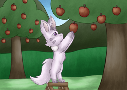 Size: 2000x1419 | Tagged: safe, artist:lil_vampirecj, oc, oc:perry smartlock, fictional species, anthro, digitigrade anthro, apple, apple collecting, arpg, baby, baby nyulop, bipedal, cheek fluff, chest fluff, digital art, ear fluff, fangs, fluff, food, fruit, fur, harvesting, head fluff, holding, holding object, krita, male, neck fluff, nyulop, paws, plant, purple eyes, scene, sharp teeth, shoulder fluff, solo, solo male, stool, tail, tail fluff, teeth, tree, whiskers, young