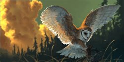 Size: 3000x1500 | Tagged: safe, artist:tfiddlerart, barn owl, bird, bird of prey, owl, feral, lifelike feral, 2016, ambiguous gender, detailed, detailed background, feathers, flying, grass, non-sapient, outdoors, realistic, solo, solo ambiguous