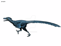 Size: 1024x768 | Tagged: safe, artist:cisiopurple, dinosaur, raptor, theropod, feral, 2014, ambiguous gender, deviantart watermark, non-sapient, pyroraptor, realistic, side view, simple background, solo, solo ambiguous, text, watermark, white background