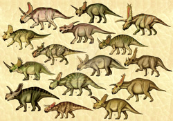 Size: 1024x717 | Tagged: safe, artist:cisiopurple, ceratops, dinosaur, feral, 2014, achelousaurus, agathaumas, agujaceratops, albertaceratops, ambiguous gender, ambiguous only, anchiceratops, arrhinoceratops, avaceratops, centrosaurus, chasmosaurus, coahuilaceratops, coronosaurus, deviantart watermark, group, nasutoceratops, nedoceratops, non-sapient, pachyrhinosaurus, pentaceratops, realistic, side view, watermark