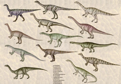 Size: 1024x707 | Tagged: safe, artist:cisiopurple, dinosaur, feral, 2014, aardonyx, adeopapposaurus, ambiguous gender, ambiguous only, ammosaurus, anchisaurus, arcusaurus, chuxiongosaurus, deviantart watermark, efraasia, group, mussaurus, nambalia, non-sapient, plateosauravis, plateosaurus, pradhania, prosauropod, realistic, ruehleia, side view, text, watermark