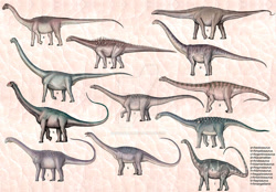 Size: 1024x714 | Tagged: safe, artist:cisiopurple, alamosaurus, dinosaur, sauropod, feral, 2014, adamantisaurus, aegyptosaurus, aeolosaurus, aepisaurus, amargatitanis, ambiguous gender, ambiguous only, ampelosaurus, andesaurus, antarctosaurus, argentinosaurus, argyrosaurus, atacamatitan, deviantart watermark, group, non-sapient, realistic, side view, text, watermark